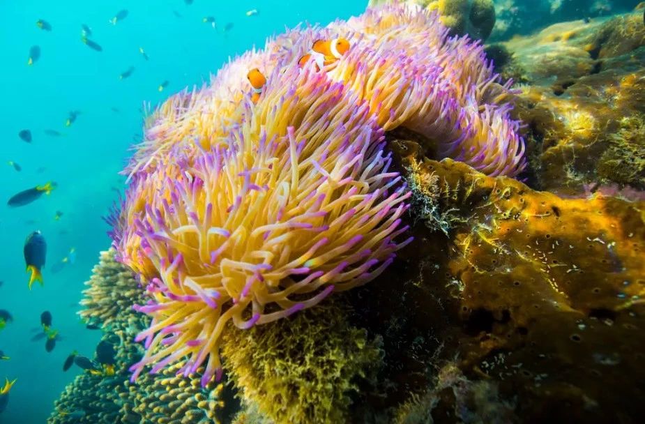 奇屋一夜民宿設(shè)計集合，把民宿開在了長城上