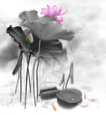 超美水墨荷花風景攝影，美的不可思議