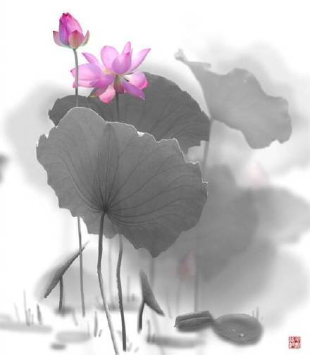 超美水墨荷花風景攝影，美的不可思議