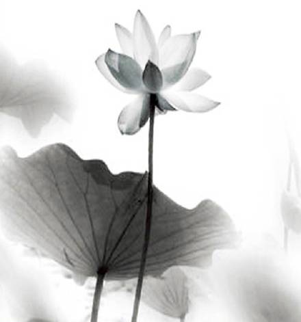 超美水墨荷花風景攝影，美的不可思議