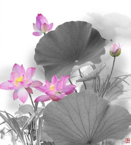 超美水墨荷花風景攝影，美的不可思議