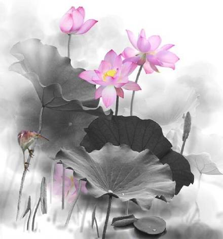 超美水墨荷花風景攝影，美的不可思議