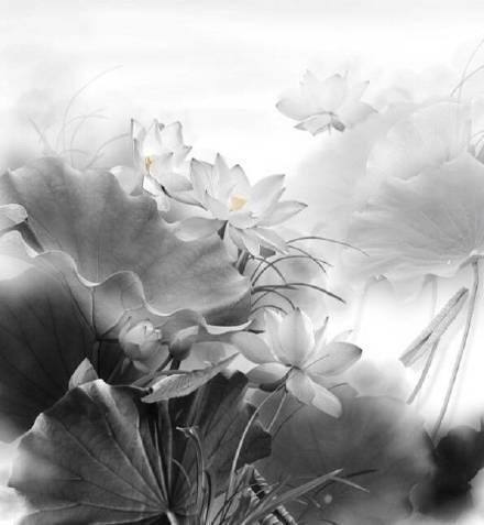 超美水墨荷花風景攝影，美的不可思議