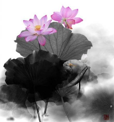 超美水墨荷花風景攝影，美的不可思議