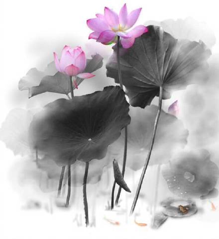 超美水墨荷花風景攝影，美的不可思議