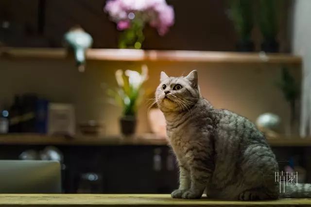 10家徽州最美民宿，領(lǐng)略徽州老宅的氣息