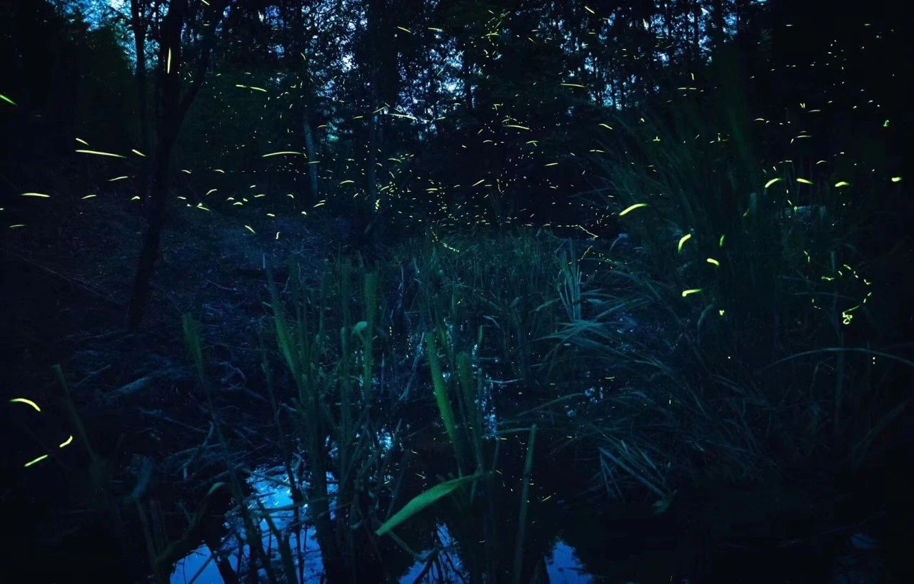 6家莫干山的新民宿，美出新境界