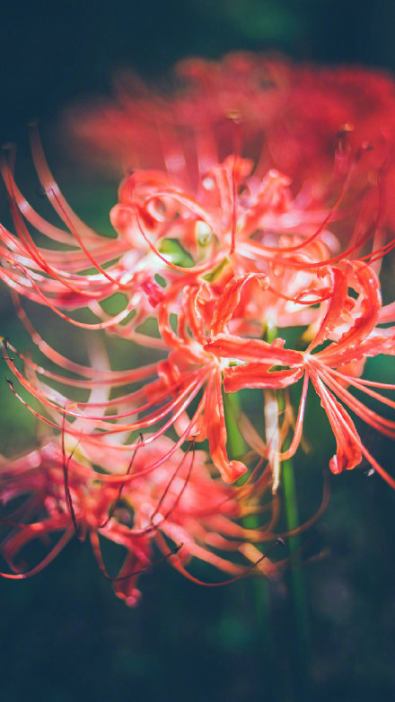 彼岸花高清美景圖片，超美手機(jī)壁紙圖集