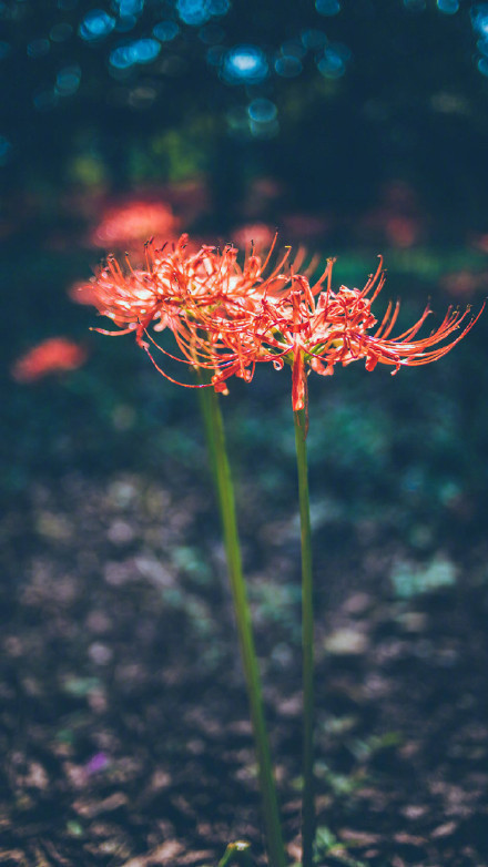 彼岸花高清美景圖片，超美手機(jī)壁紙圖集