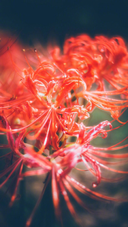 彼岸花高清美景圖片，超美手機(jī)壁紙圖集