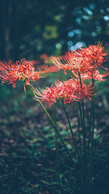 彼岸花高清美景圖片，超美手機(jī)壁紙圖集