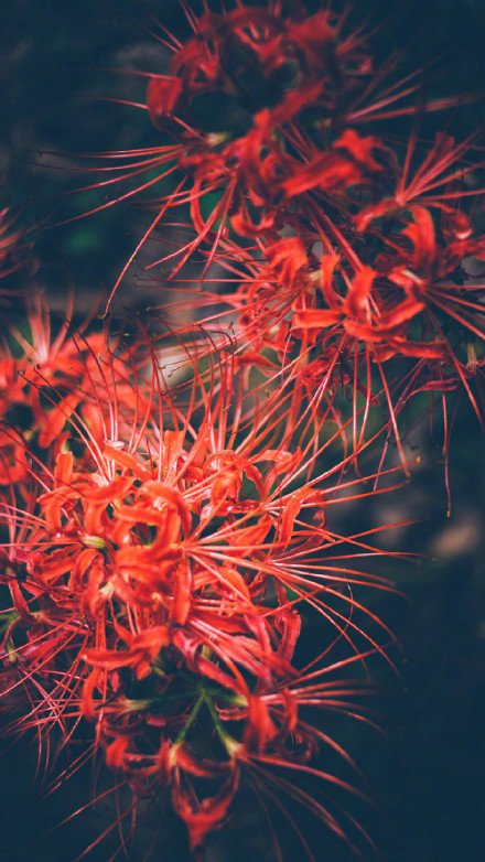 彼岸花高清美景圖片，超美手機(jī)壁紙圖集