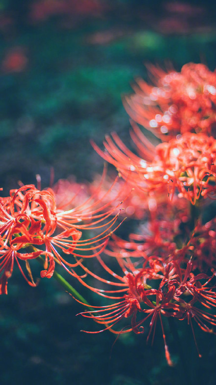 彼岸花高清美景圖片，超美手機(jī)壁紙圖集