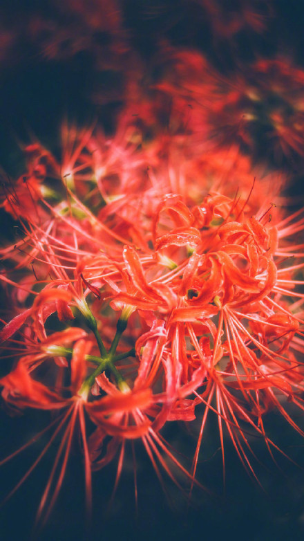 彼岸花高清美景圖片，超美手機(jī)壁紙圖集