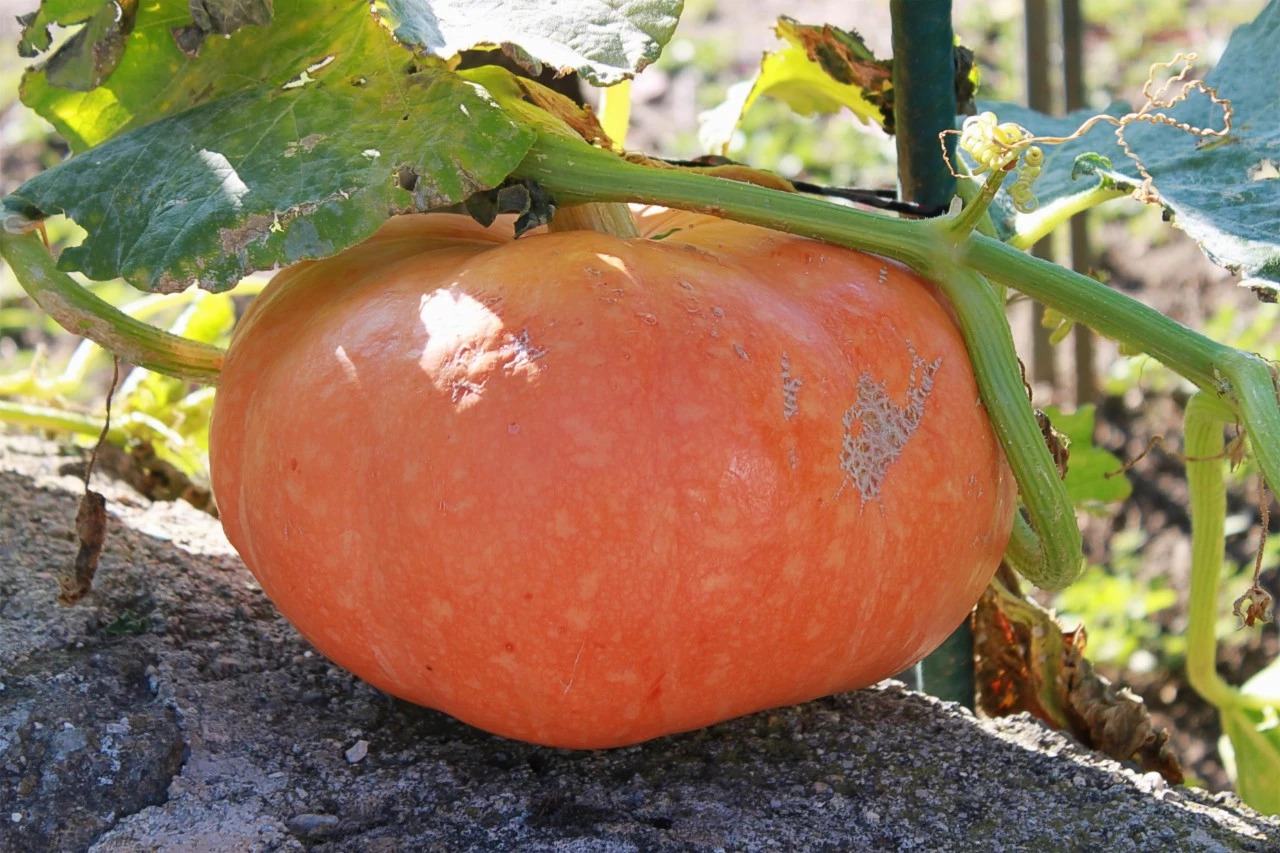 黃山·舊街墨野，浸染徽文化的地方