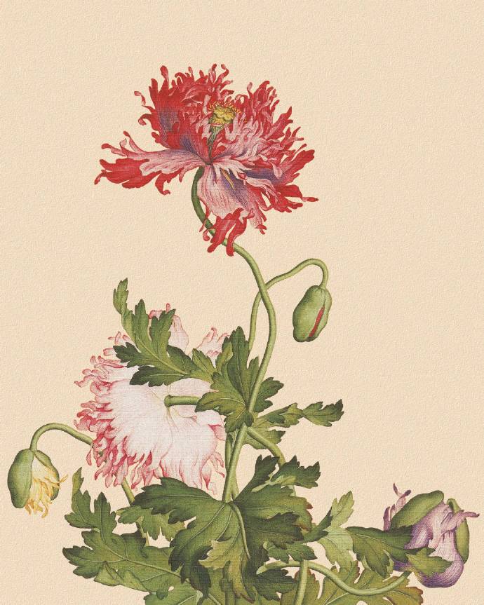 郎世寧的工筆畫欣賞，品味國(guó)畫藝術(shù)的古典之美