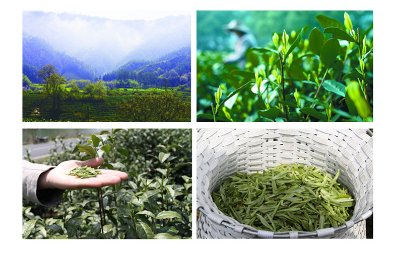 中國(guó)十大名茶之祁門(mén)紅茶