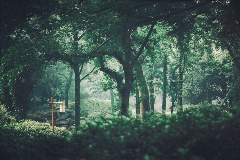 夏日樹蔭風(fēng)景攝影