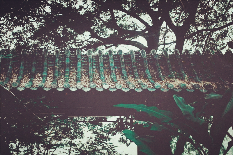 夏日樹蔭風(fēng)景攝影