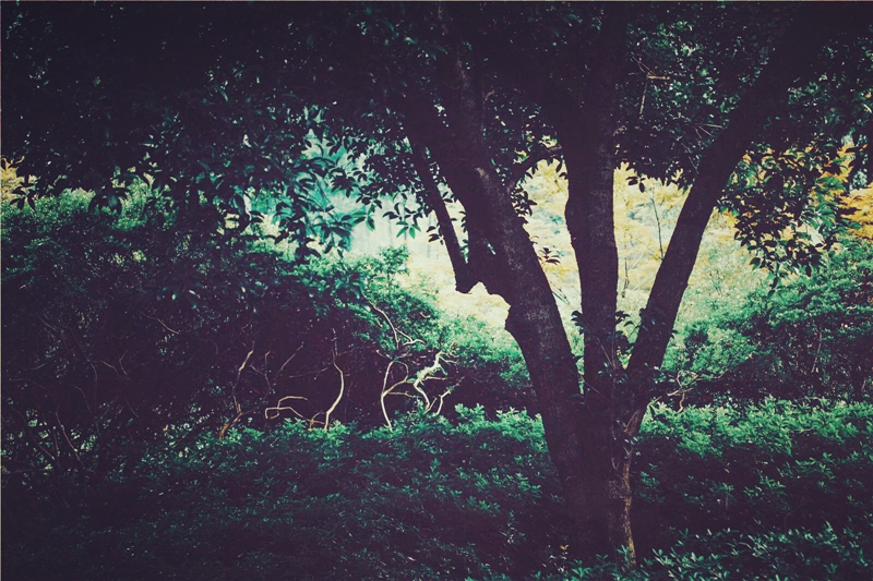 夏日樹蔭風(fēng)景攝影