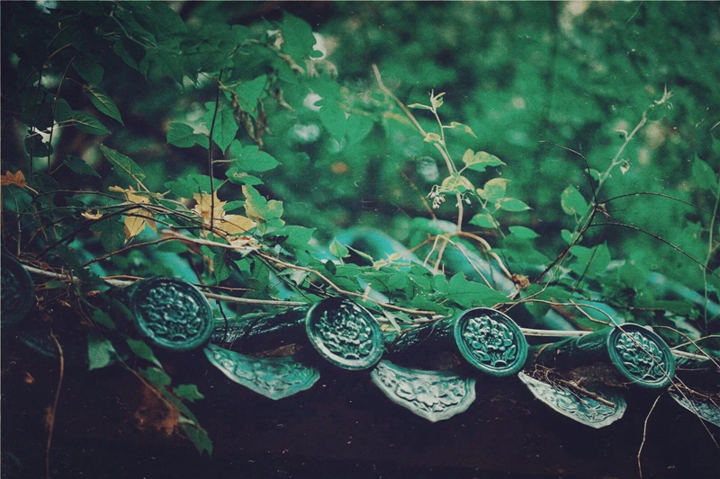 夏日樹(shù)蔭風(fēng)景攝影