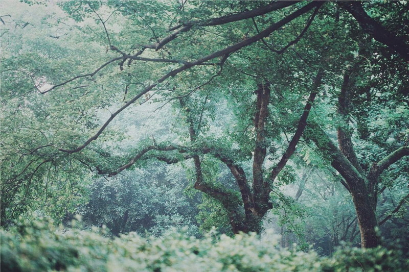 夏日樹(shù)蔭風(fēng)景攝影
