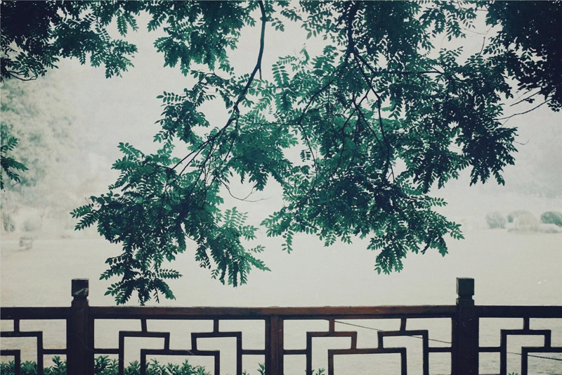 夏日樹(shù)蔭風(fēng)景攝影