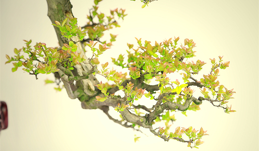 盆景大師袁夢(mèng)蛟作品獨(dú)釣雀梅盆景