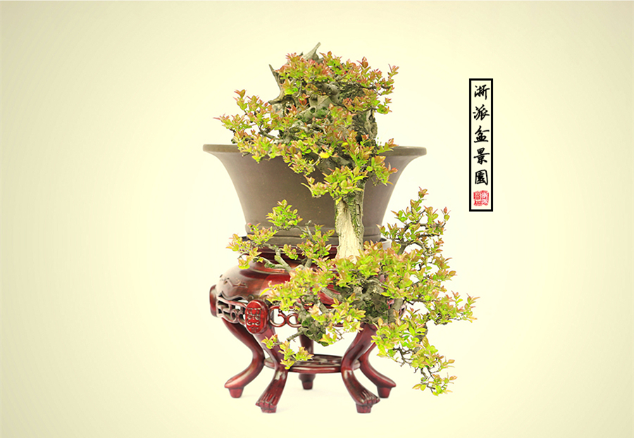 盆景大師袁夢(mèng)蛟作品獨(dú)釣雀梅盆景