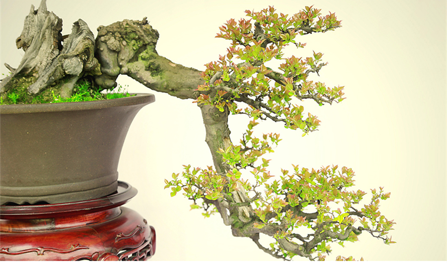 盆景大師袁夢(mèng)蛟作品獨(dú)釣雀梅盆景