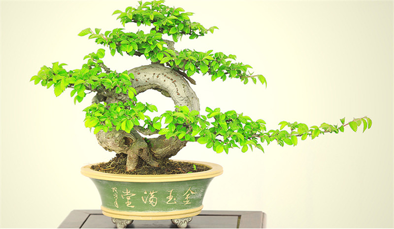 盆景作品云中旭日，榆樹小品盆景