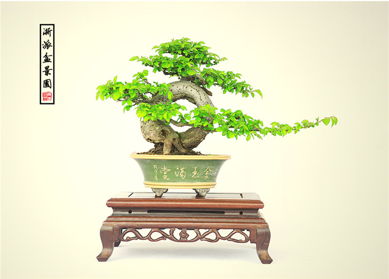 盆景作品云中旭日，榆樹小品盆景