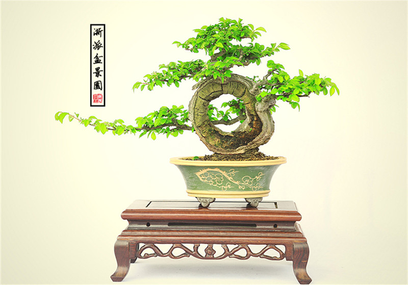 盆景作品云中旭日，榆樹小品盆景