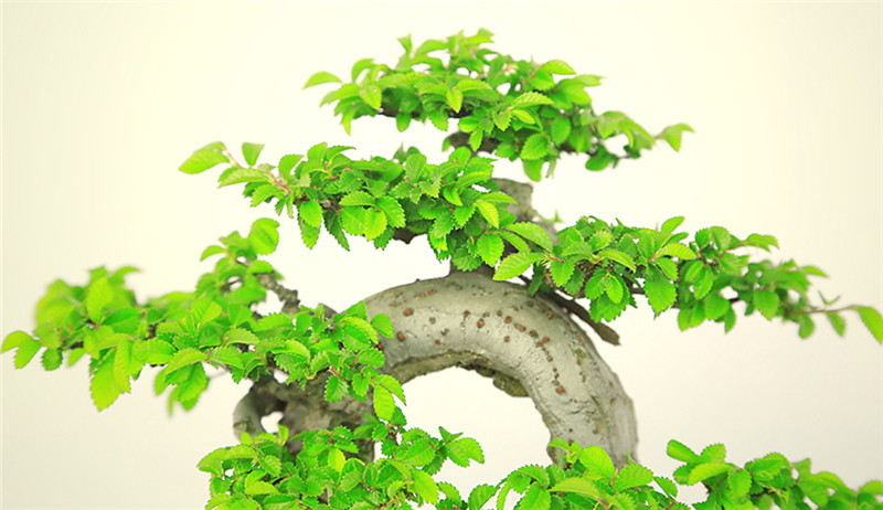 盆景作品云中旭日，榆樹小品盆景