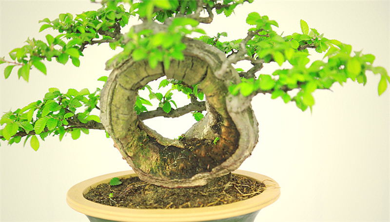 盆景作品云中旭日，榆樹(shù)小品盆景