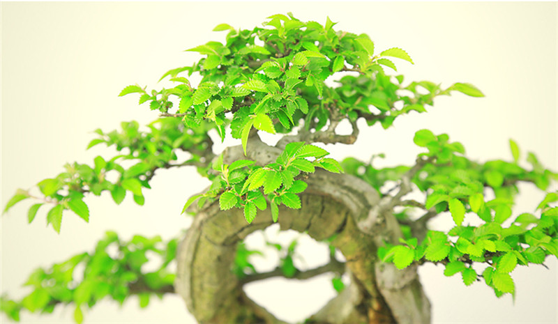 盆景作品云中旭日，榆樹(shù)小品盆景