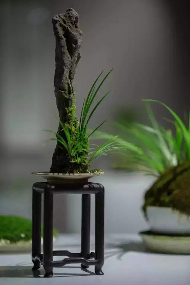 耐苦寒安淡泊古時“神草”菖蒲