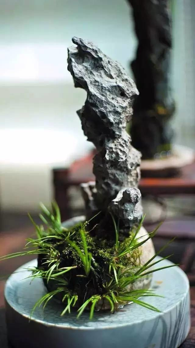 耐苦寒安淡泊古時“神草”菖蒲