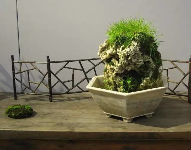 耐苦寒安淡泊古時“神草”菖蒲