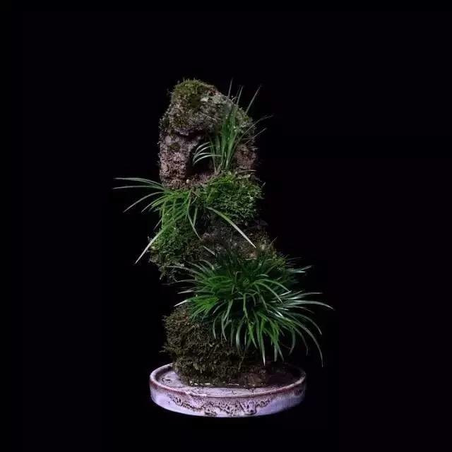 耐苦寒安淡泊古時“神草”菖蒲