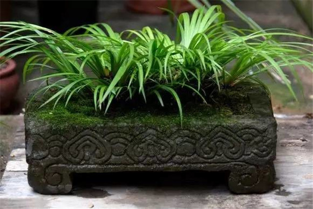 耐苦寒安淡泊古時“神草”菖蒲