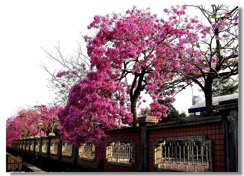 臺灣阿里山風(fēng)光攝影欣賞