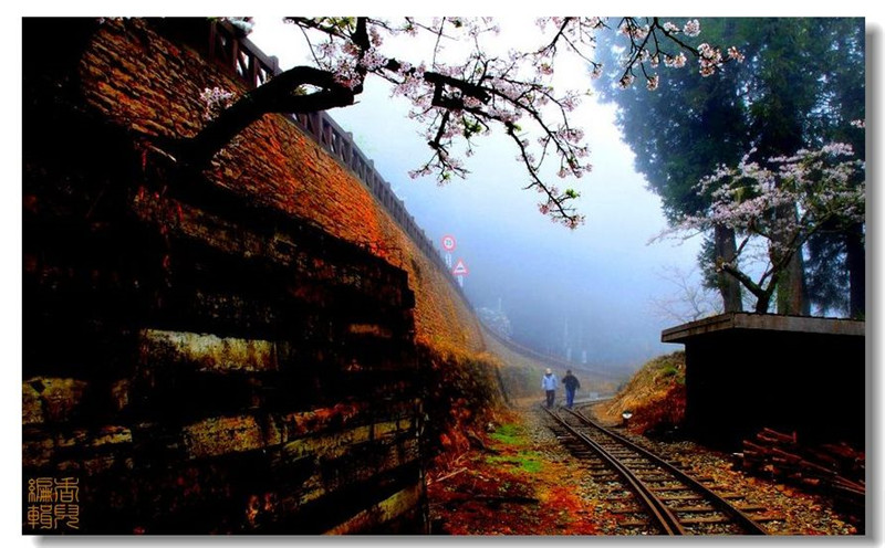 臺灣阿里山風(fēng)光攝影欣賞