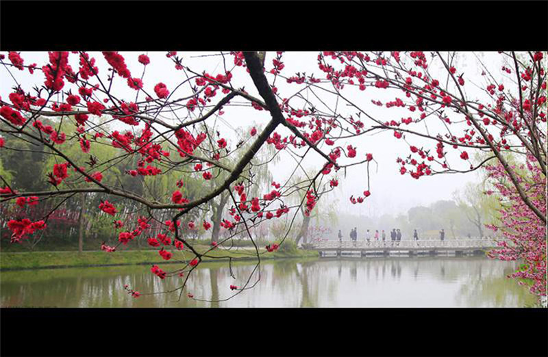 揚州三月河岸春色攝影