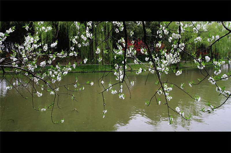 揚州三月河岸春色攝影