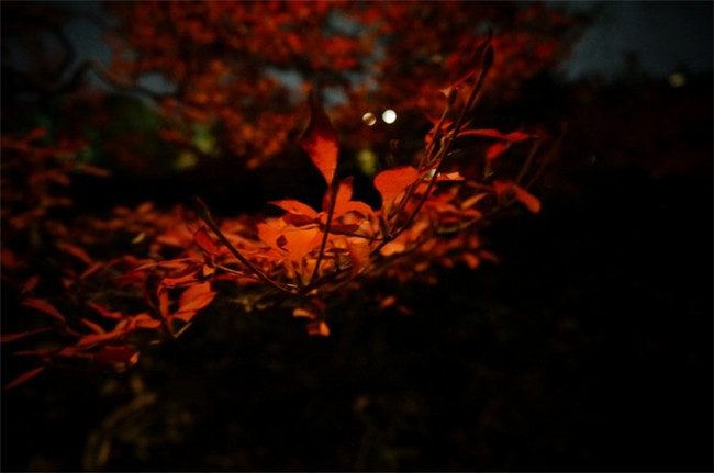 紅葉似火意似情，楓葉夜色攝影欣賞