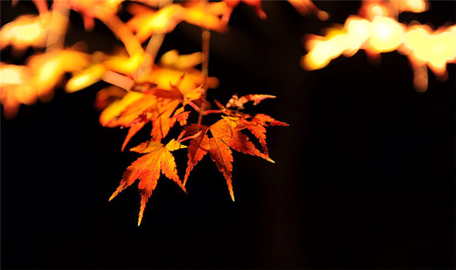 紅葉似火意似情，楓葉夜色攝影欣賞