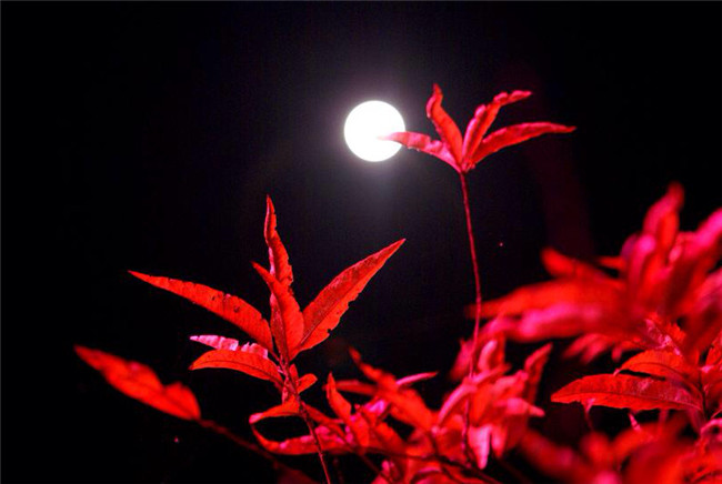 紅葉似火意似情，楓葉夜色攝影欣賞