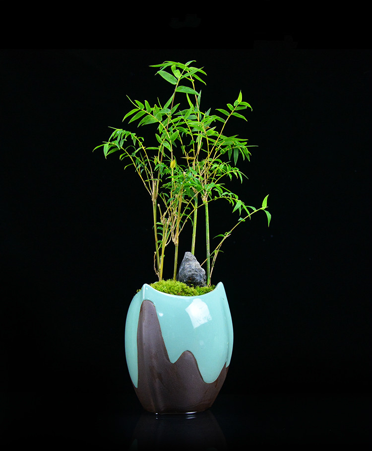 米竹雅致盆景，四季常青竹韻盆景圖片