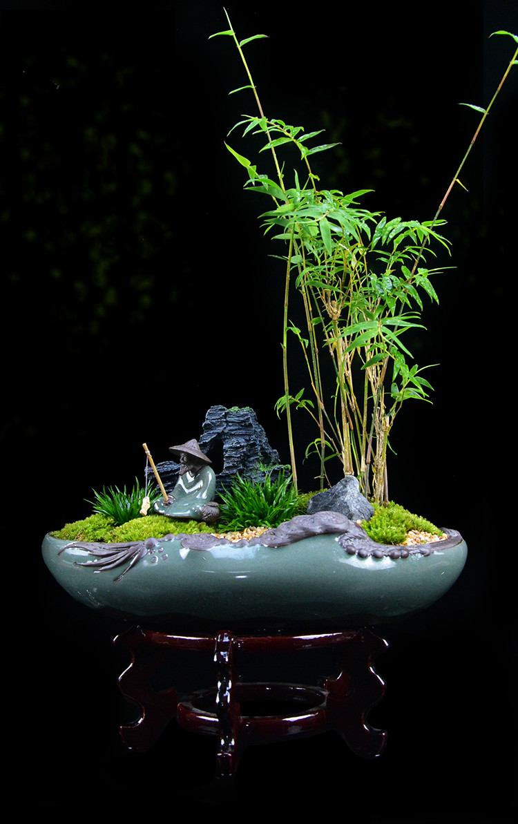 米竹雅致盆景，四季常青竹韻盆景圖片